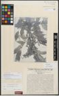 Foto von Salix neodaviesii Bornm. & Goerz